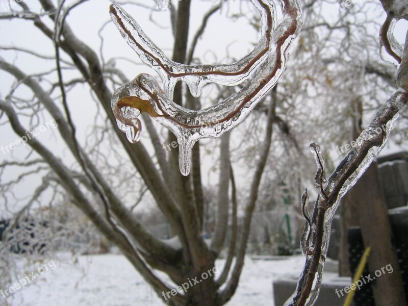 Twig Ice Frozen Branch Branch Tree