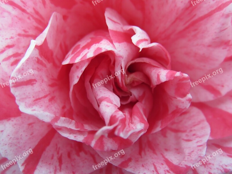 Flower Camelia Pink Winter Free Photos