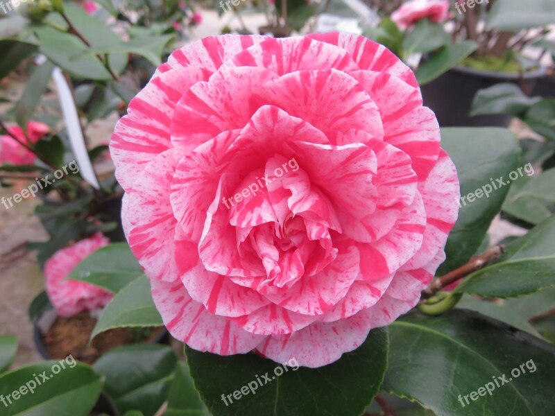 Nature Flower Camelia Pink Winter