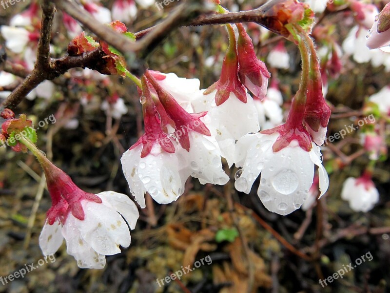 Nature Flower White Prunus Spring