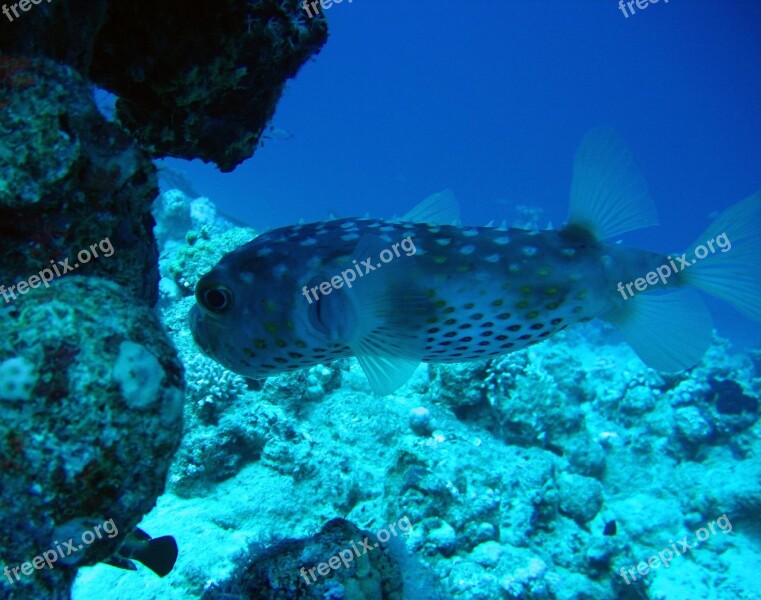 Barrier Reef Ocean Free Photos