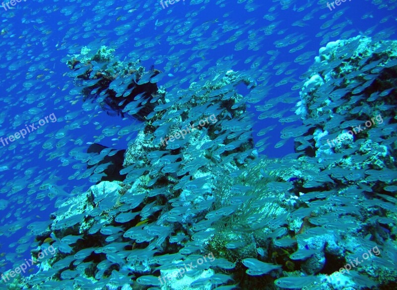 Barrier Reef Ocean Free Photos