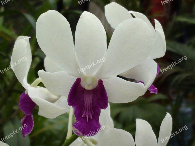 Orchid Flower Purple Plant Free Photos