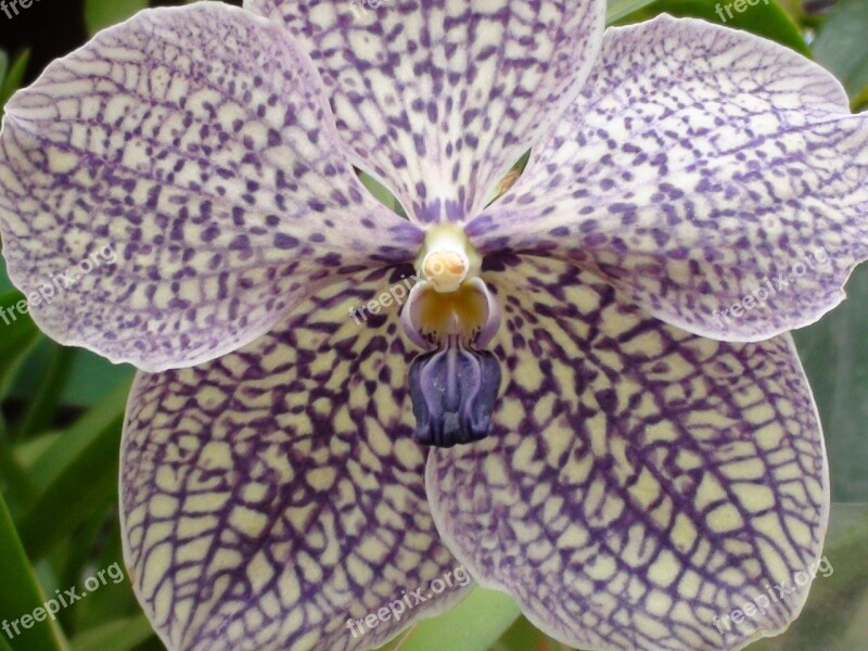 Orchid Flower Plant Purple Free Photos