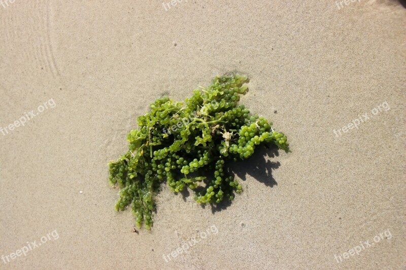 Algae Sea Plant Seetang Water Plants