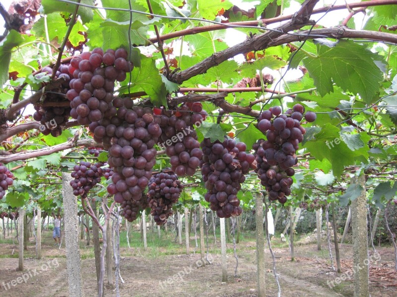 Grape Picking Picnic Free Photos