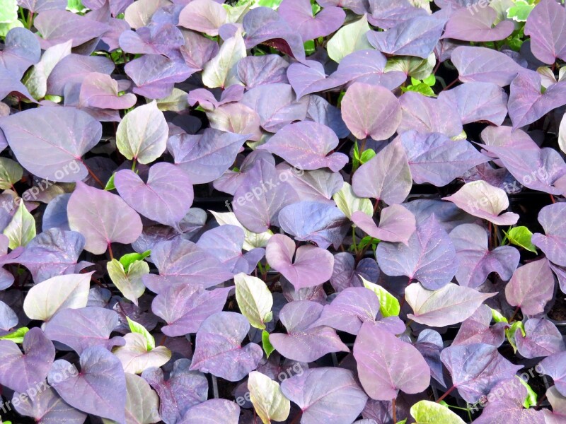 Nature Plants Leaves Morning Glory Violet