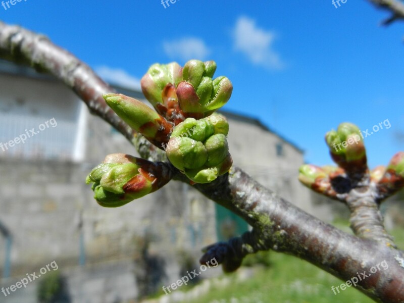 Cherry Buds Spring Garden Free Photos