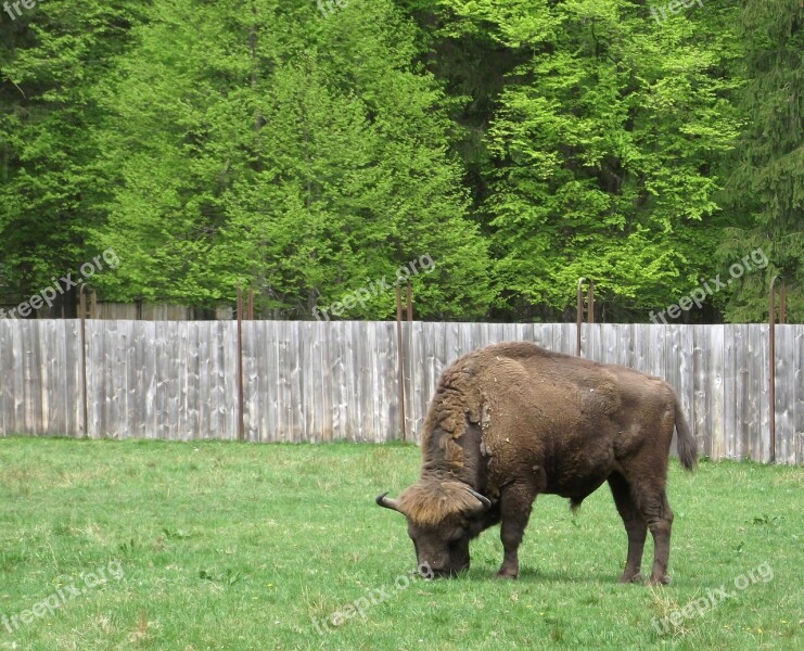 Bison Nature Białowieża Free Photos