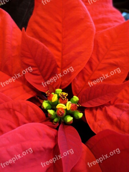 Poinsettia Flower Christmas Red Holiday