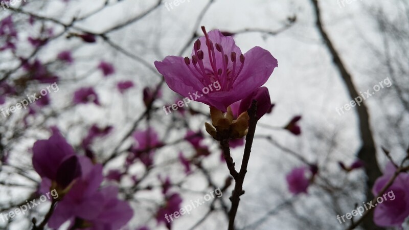 Azalea Spring Flowers Free Photos