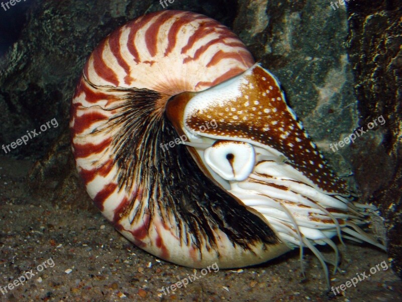 Nautilus Live Shell Sea Nature