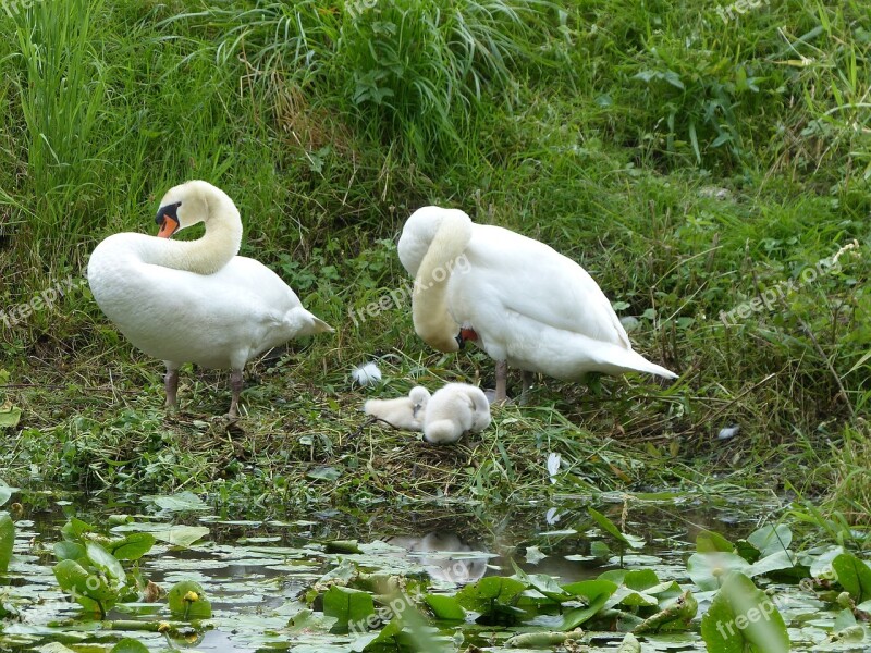 Swan Animal Waterfowl Swans Lake