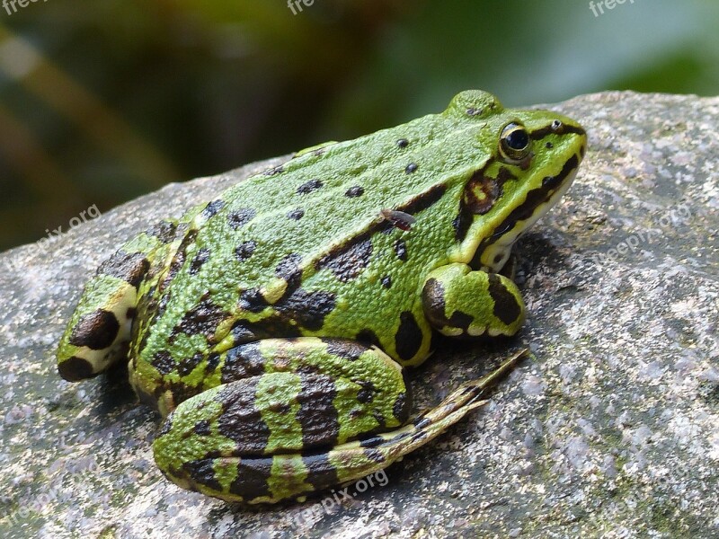 Frog Pond Water Amphibian Water Frog