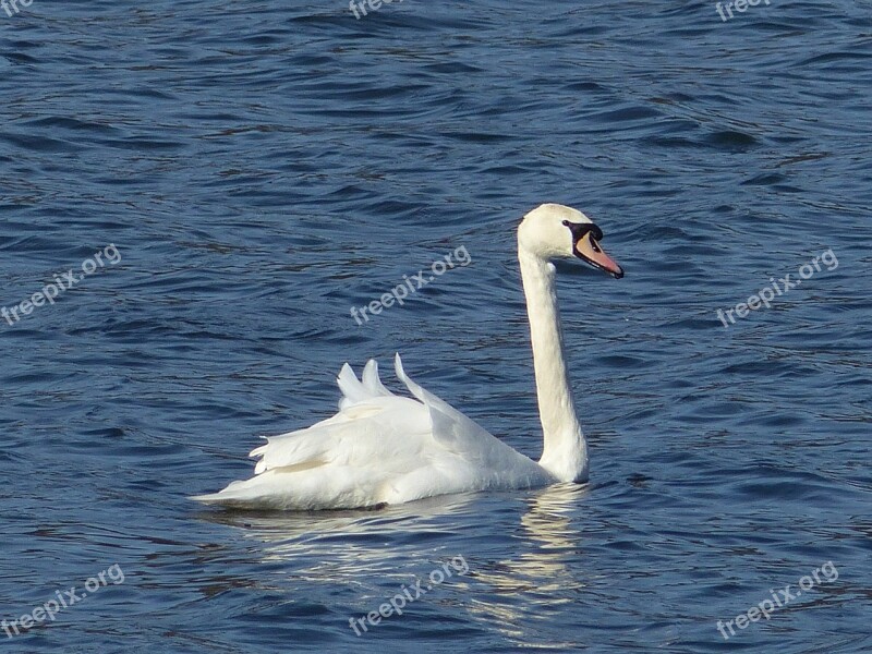 Swan Swans Lake White Feather