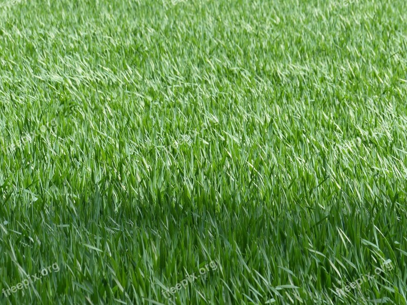 Cereals Agriculture Wheat Field Nature Halme