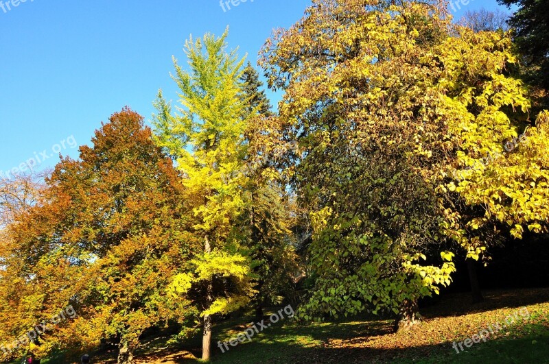 Autumn Trees Nature Light The Crown Of The Tree