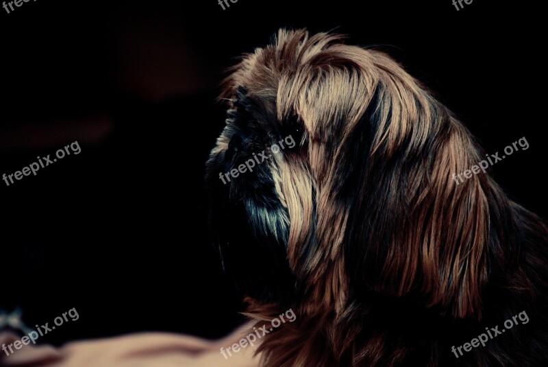 Shih Cricket Dog Brown Shih Tzu Animal