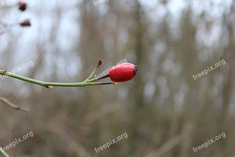 Nature Rose Hip Red Berry Free Photos