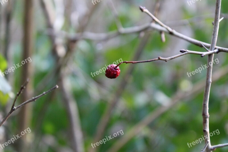 Forest Berry Nature Red Berry Free Photos