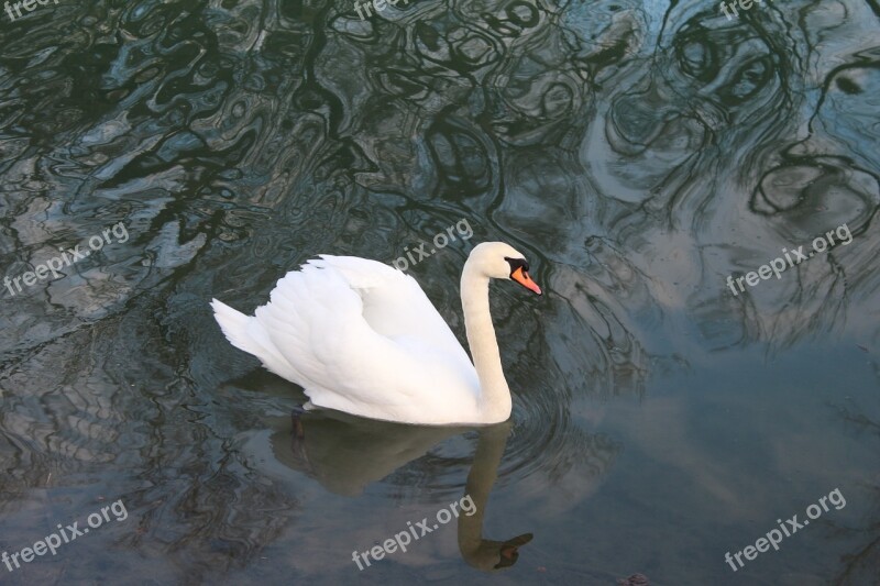 Swan Rhine Animal Free Photos