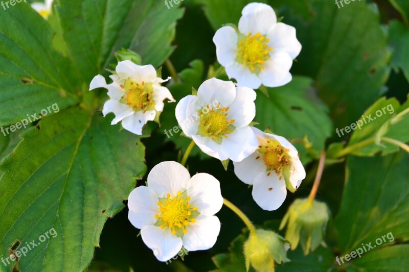 Flower Strawberry Dacha Free Photos