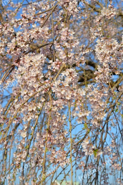 Cherry Blossoms Cherry Tree Cherry Blossom Spring Free Photos