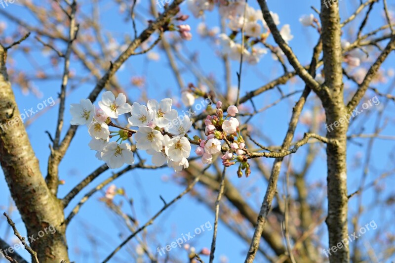 Cherry Blossoms Cherry Tree Cherry Blossom Spring Free Photos