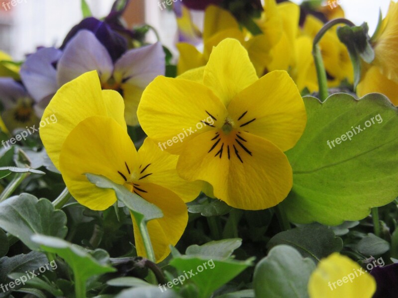 Pansy Flowers Yellow Flower Plant