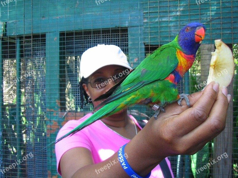 African American Feeding Bird Free Photos