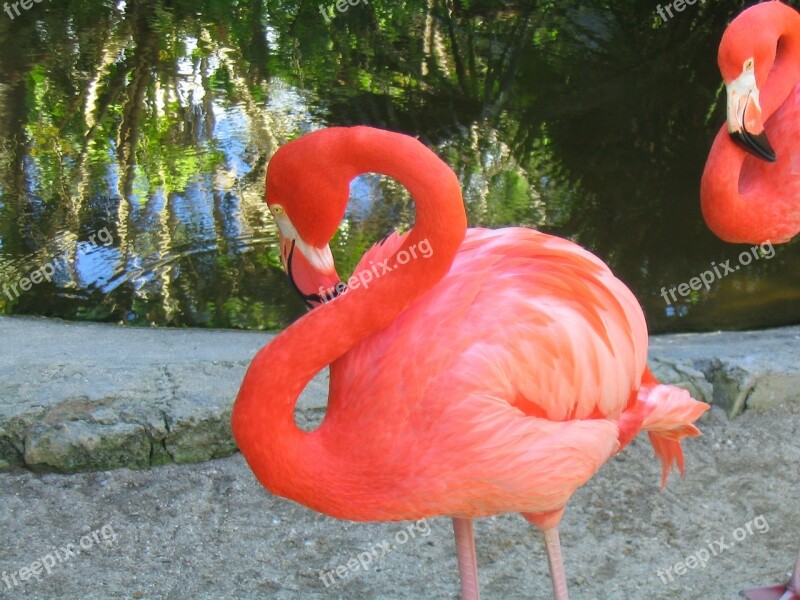 Flamingo Bird Tropical Wildlife Pink