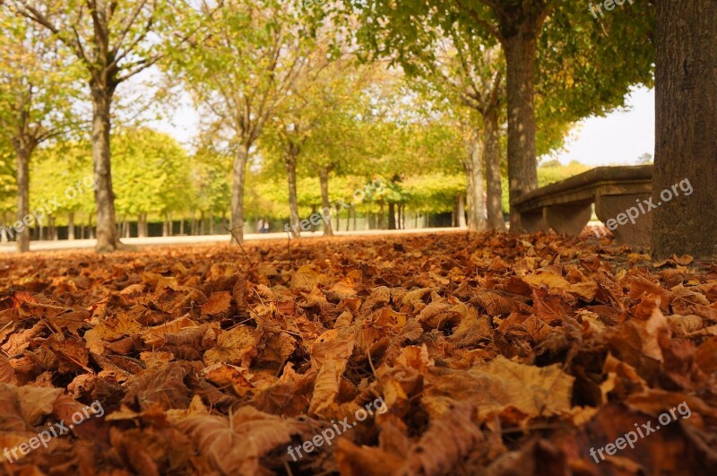 Leaves Paris Parisian France Palace Of Versailles