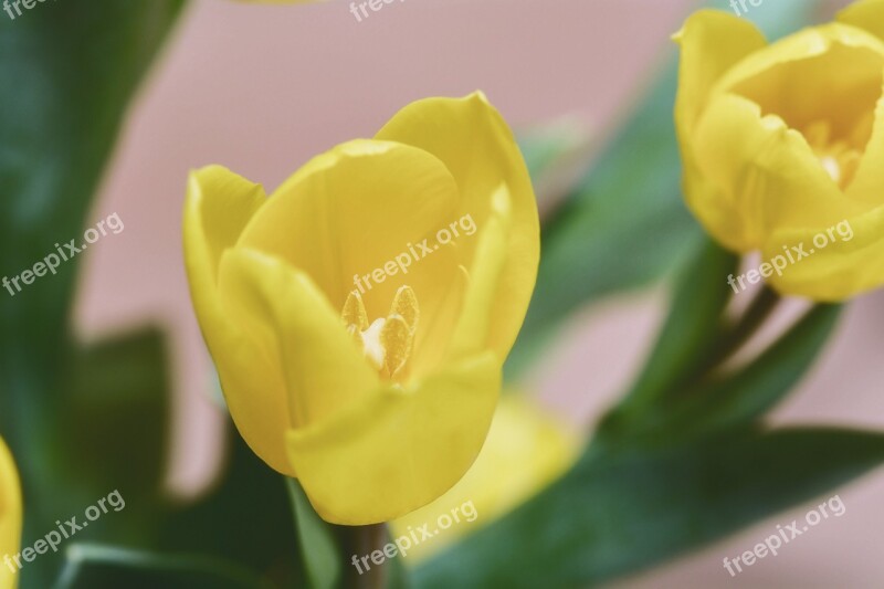 Flower Schnittblume Tulip Yellow Blossom