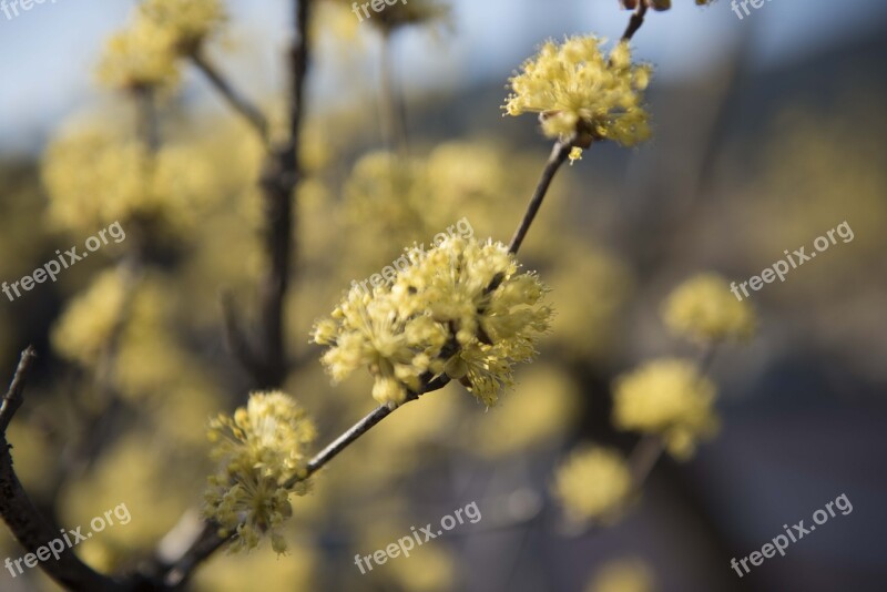 Cornus Jiri Top Town Free Photos