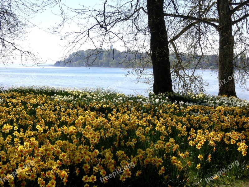 Lake Easter Easter Meadow Osterglocken Daffodils