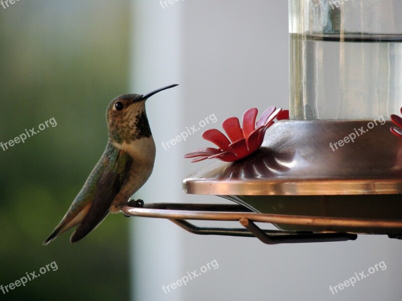 Hummingbirds Birds Beak Feathers Biped