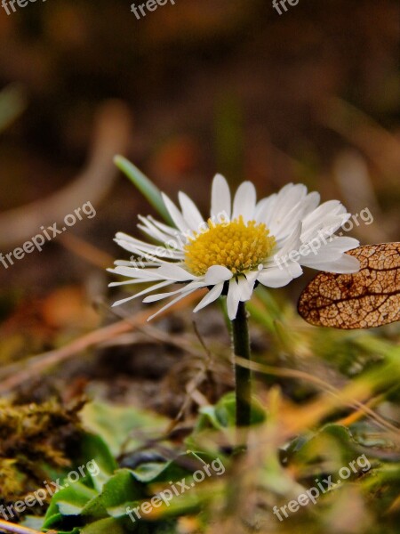 Daisy Spring White Flower Plants