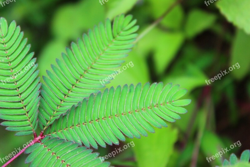 Fresh Green Natural Nature Garden