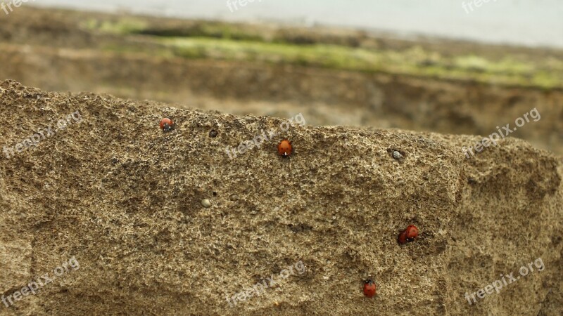 Rock Ladybug View Landscape Beetle