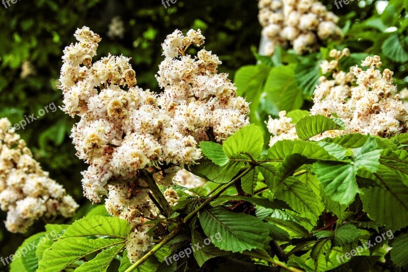 Nature Blossom Bloom Spring Chestnut