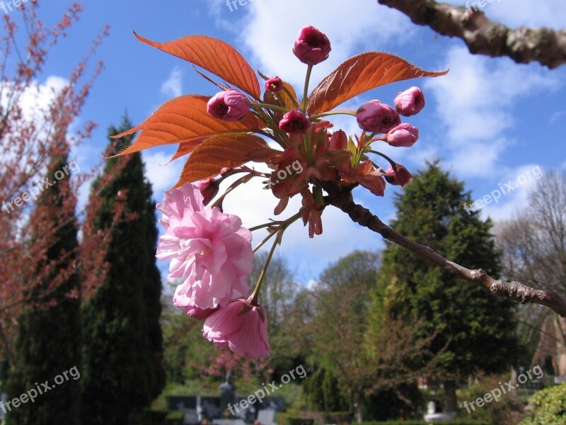 Spring Nature Blossom Flowers Flower