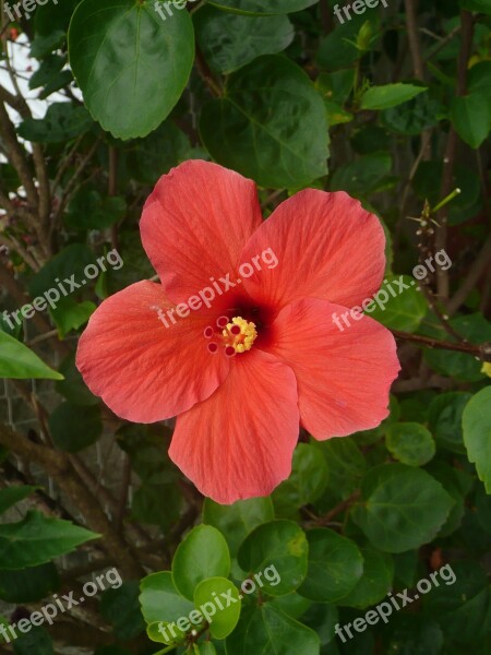 Hibiscus Flower Red Petal Tropical