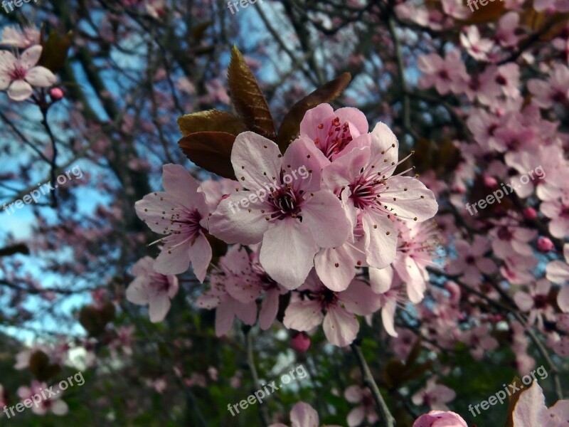 Cherry Blossom Japanese Cherry Blossom Japanese Cherry Bud Bloom