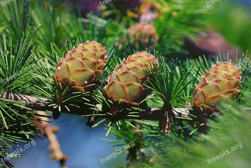 Cones Larch Tree Iglak Larch Cones