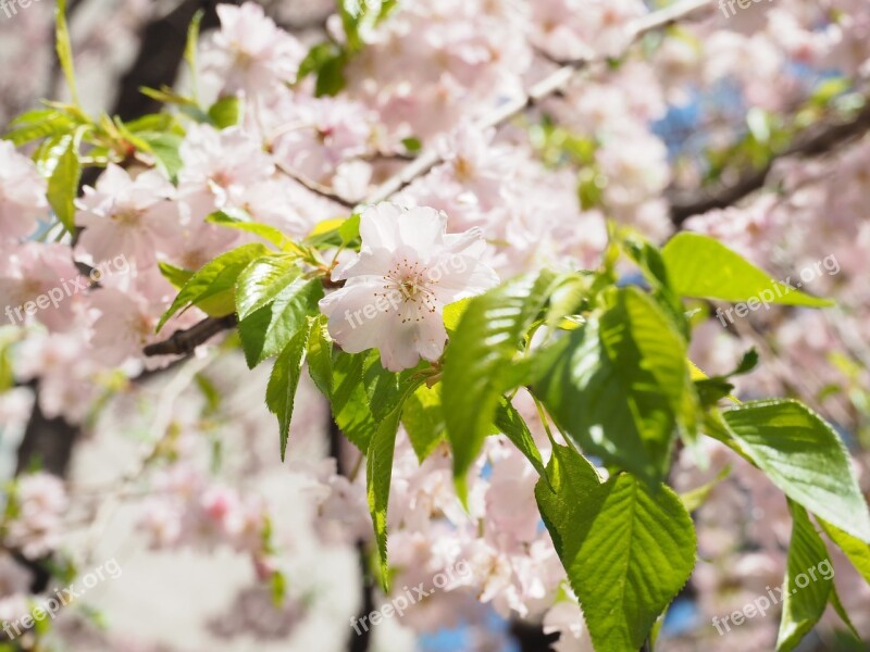 Cherry Blossoms Weeping Cherry Pink Flowers Spring Flowers