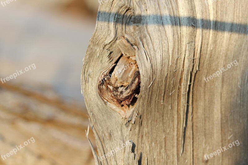 Graze Tree Knothole Log Wood