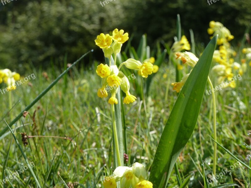 Cowslip Spring Meadow Yellow Spring Primrose