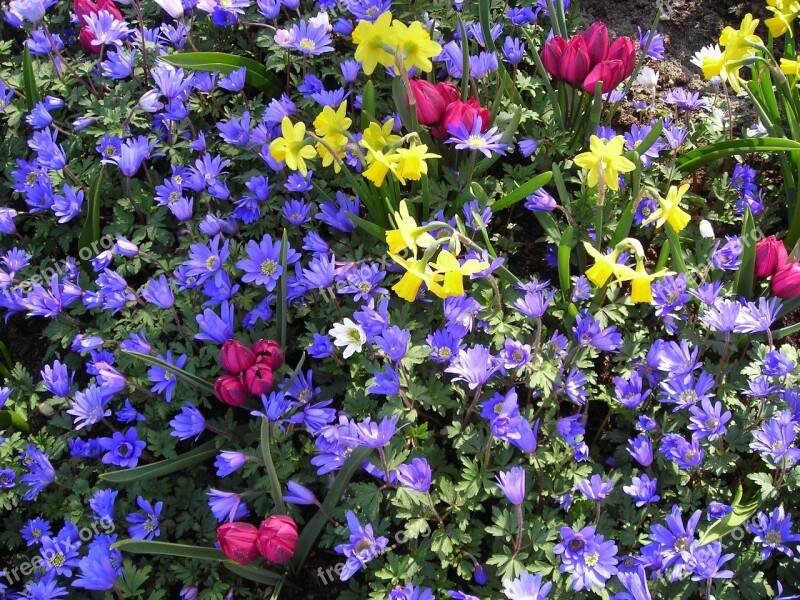 Anemones Daffodils Crocus Colorful Spring