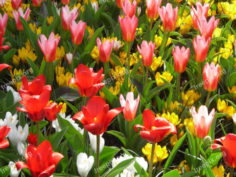 Tulips Crocus Flowers Yellow Red