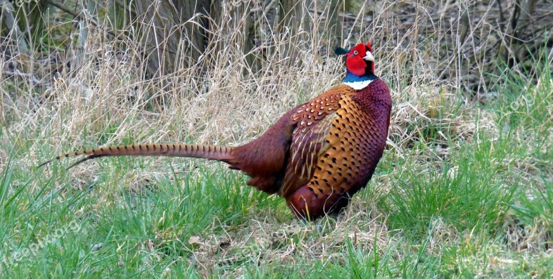 Pheasant Plumage Bird Species Galliformes